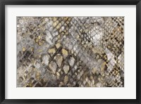 Framed Snake Skin