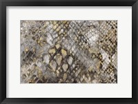 Framed Snake Skin