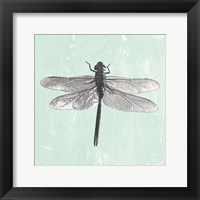 Framed Dragonfly II