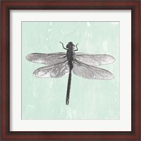 Framed Dragonfly II