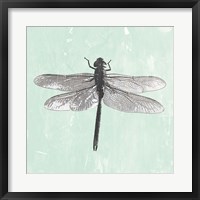 Framed Dragonfly II