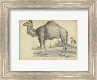 Framed Camel Bactarnian