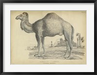 Framed Camel Bactarnian