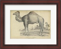 Framed Camel Bactarnian