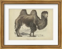 Framed Camel Dromedary