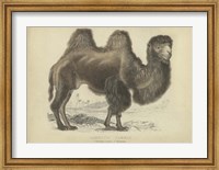 Framed Camel Dromedary