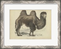 Framed Camel Dromedary