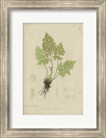 Framed Roots