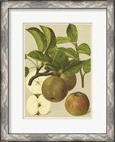 Framed Russet Apples I