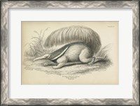 Framed Great Anteater