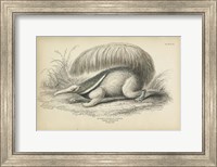 Framed Great Anteater