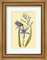 Framed Camass and Wild Hyacinth