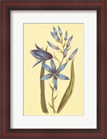 Framed Camass and Wild Hyacinth