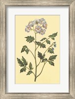 Framed Cut Leaved Phacelia