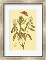 Framed Labrador Tea