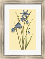 Framed Large Flowered Blue Eyed Grass