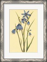 Framed Large Flowered Blue Eyed Grass