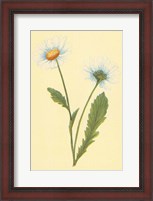 Framed Ox Eye Daisy with Whiteweed