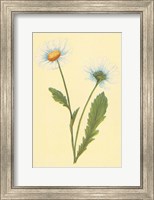 Framed Ox Eye Daisy with Whiteweed
