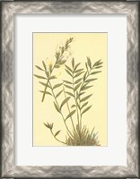 Framed Oxytropis Lamberti