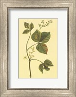 Framed Poison Ivy and Poison Oak