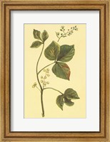 Framed Poison Ivy and Poison Oak