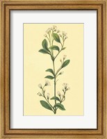 Framed Service Berry and Shad Bush
