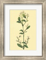 Framed Service Berry and Shad Bush