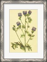 Framed Thistle