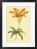 Framed Wild Orange Lily