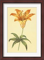 Framed Wild Orange Lily