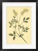 Framed Yellow Melilot and Sweet Clover