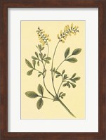 Framed Yellow Melilot and Sweet Clover