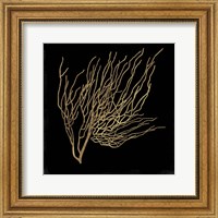 Framed Gold Coral I