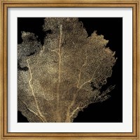Framed Honeycomb Coral I