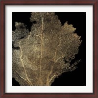 Framed Honeycomb Coral I