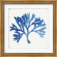 Framed Blue and Green Coral IV