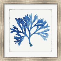 Framed Blue and Green Coral IV
