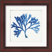 Framed Blue and Green Coral IV