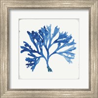 Framed Blue and Green Coral IV