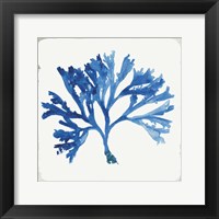 Blue and Green Coral IV Framed Print