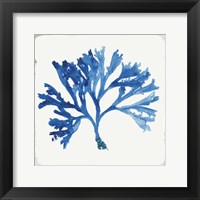 Framed 'Blue and Green Coral IV' border=