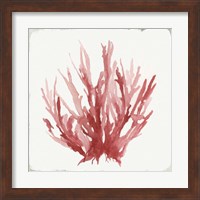 Framed 'Red Coral I' border=