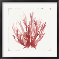 Framed Red Coral I