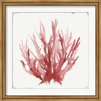 Framed Red Coral I