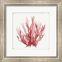 Framed 'Red Coral I' border=