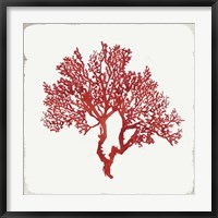 Framed Red Coral II