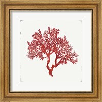 Framed Red Coral II