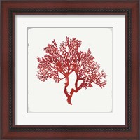 Framed Red Coral II
