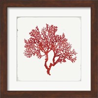 Framed 'Red Coral II' border=